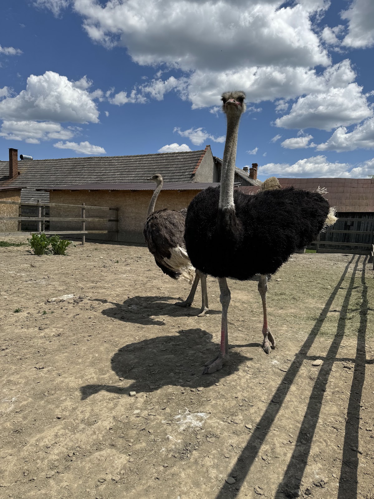 Fattoria degli Struzzi Întorsura Buzăului - foto 2