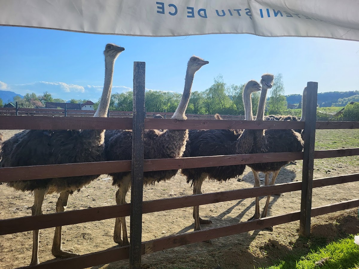 Fattoria degli Struzzi Întorsura Buzăului - foto 3