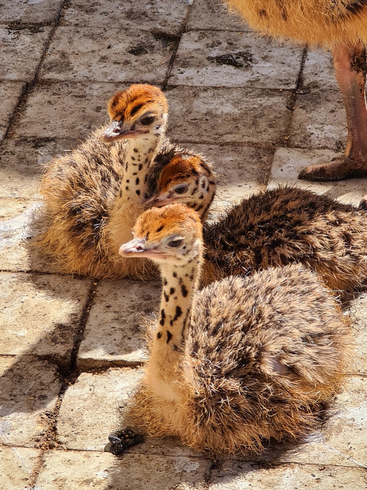 Fattoria degli Struzzi Întorsura Buzăului - foto 4