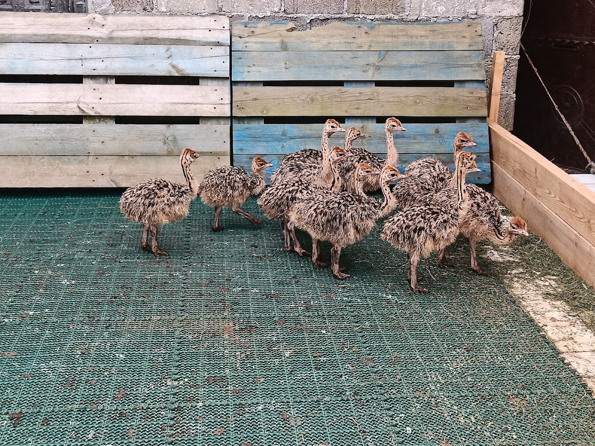 Fattoria degli Struzzi Întorsura Buzăului - foto 5