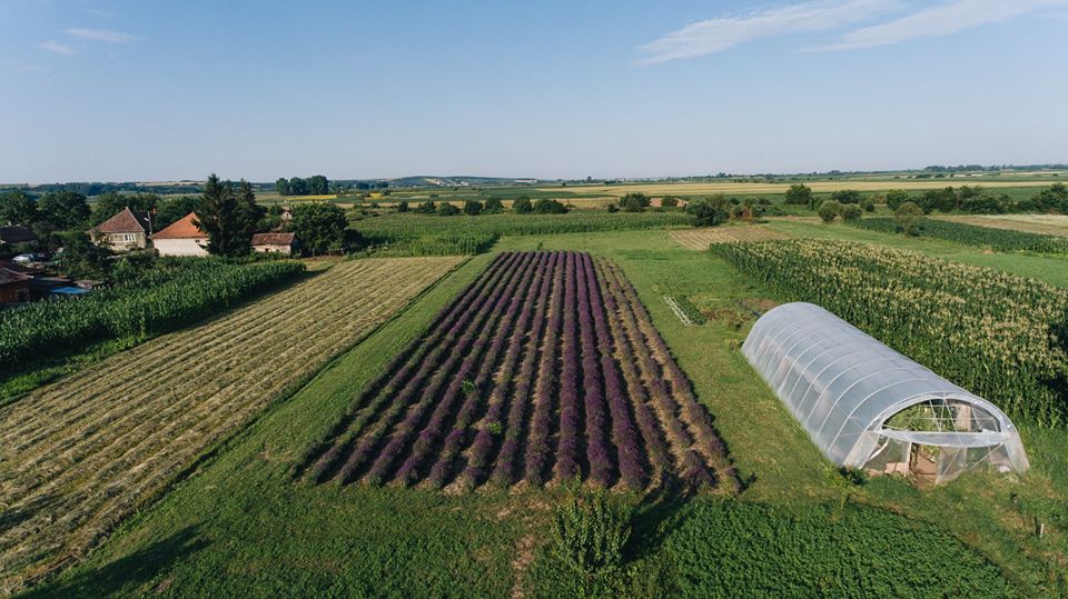 Ferma de lavandă Săcuieni - foto 2