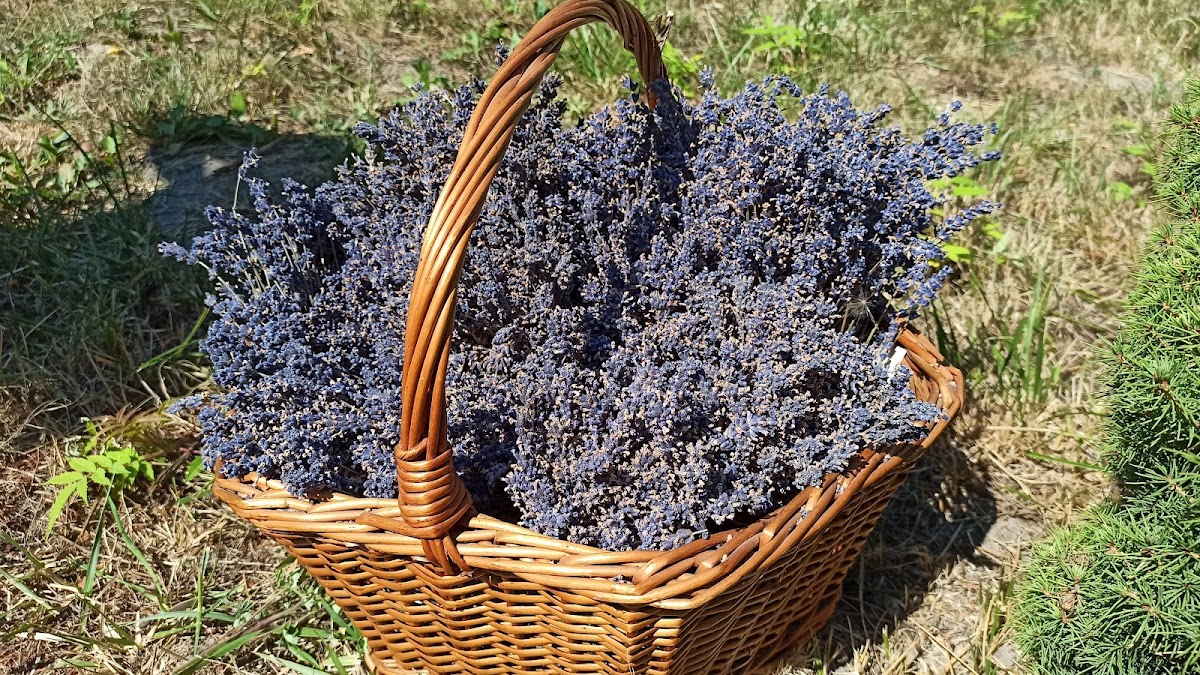 Ferma de lavandă Săcuieni - foto 3