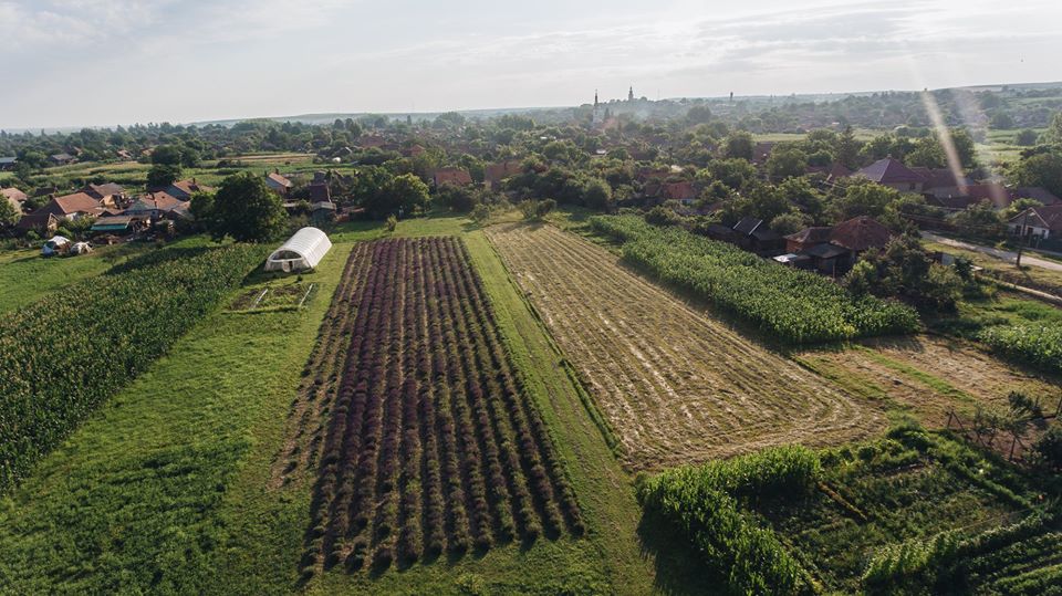 Ferma de lavandă Săcuieni - foto 4
