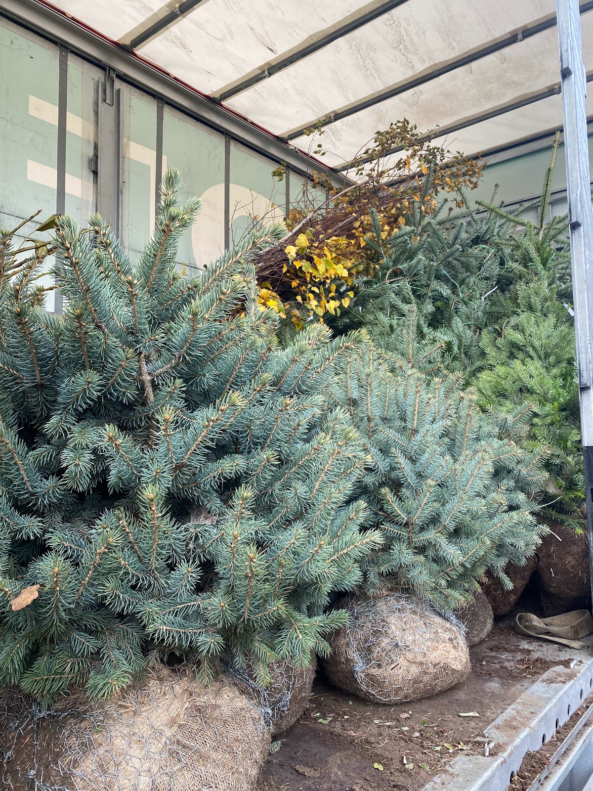 Ferme Iancu - foto 1