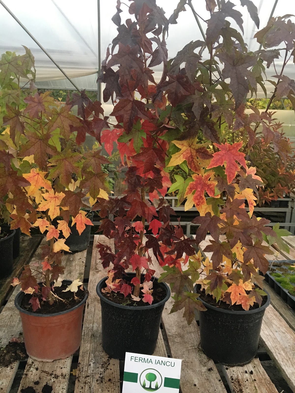 Ferme Iancu - foto 2