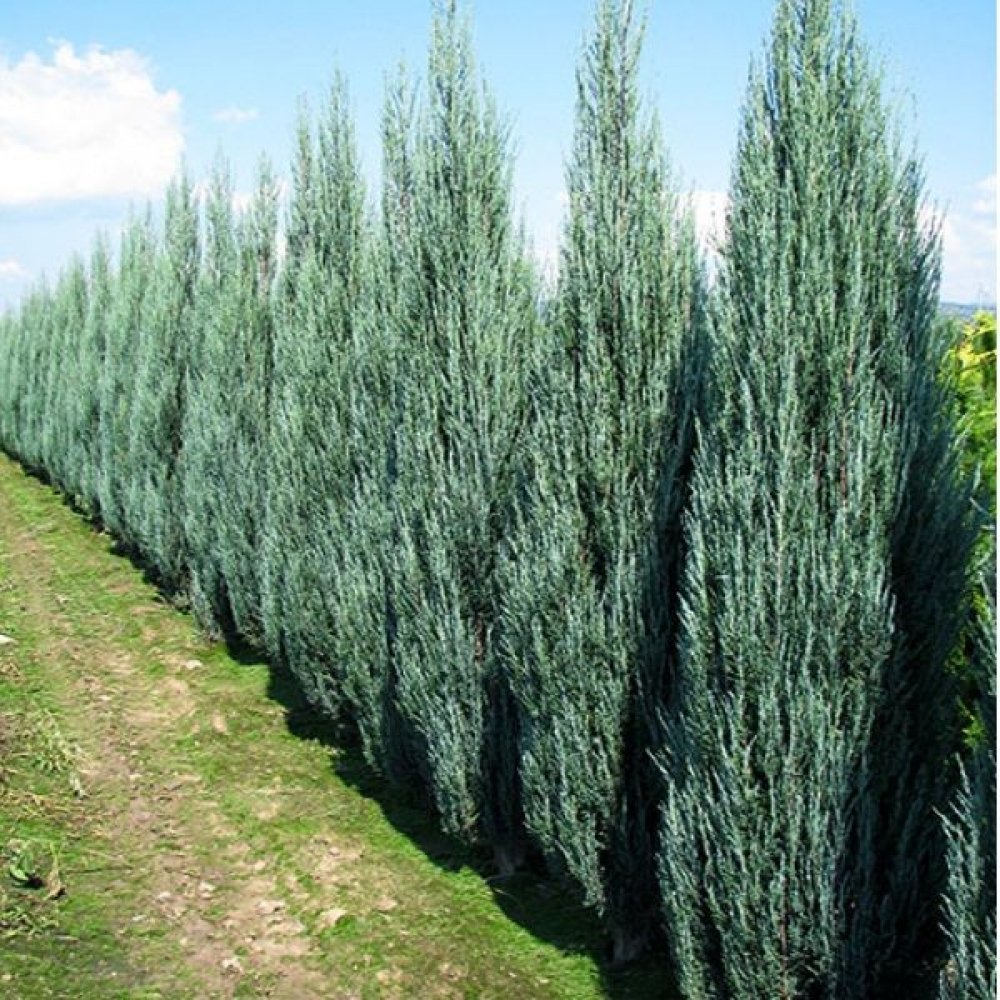 Ferme Iancu - foto 4