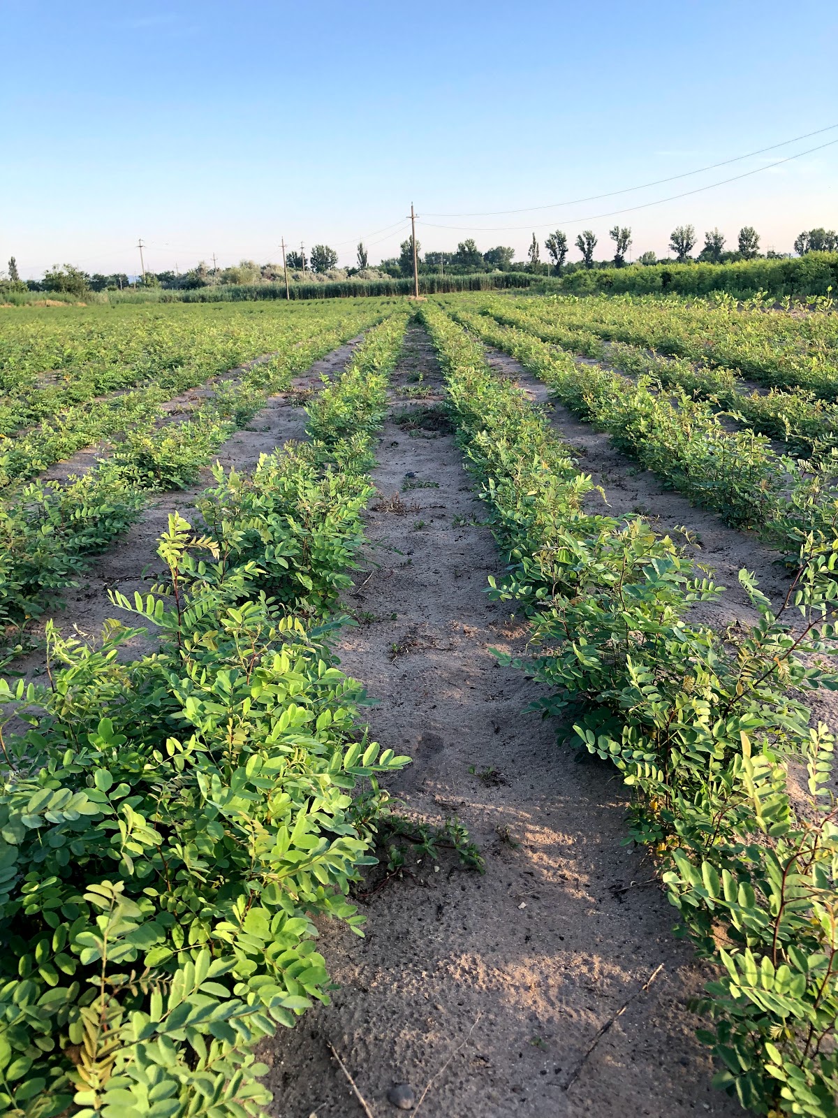 Ferme Iancu - foto 5