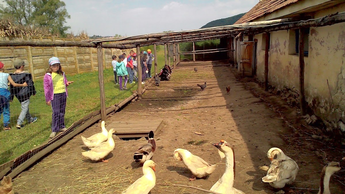 Ferma Scoala Cornatel - foto 5