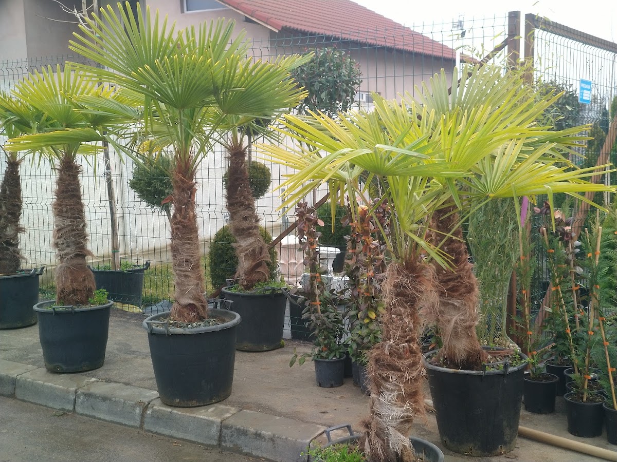 Filiași Garden - foto 3