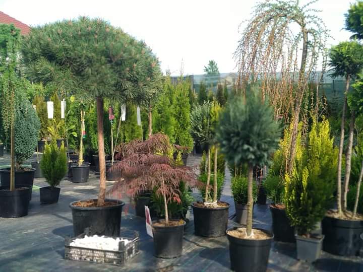 Filiași Garden - foto 5