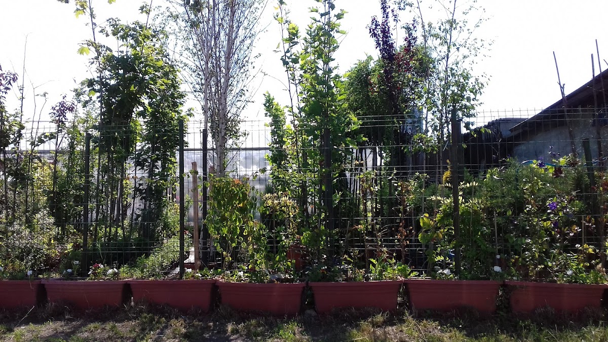 Flora Service - foto 3
