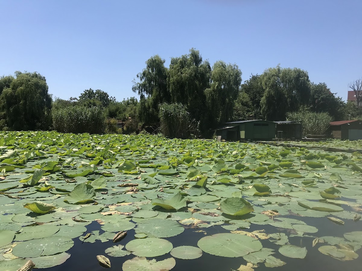 Snagov Foundation (Museum, Cultural and Natural Heritage, Events, Workshops, etc.) - foto 5