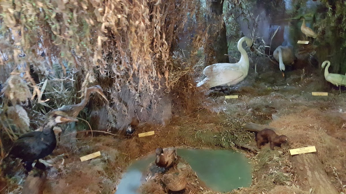 Galeriile de Arta UAP Tulcea - foto 2