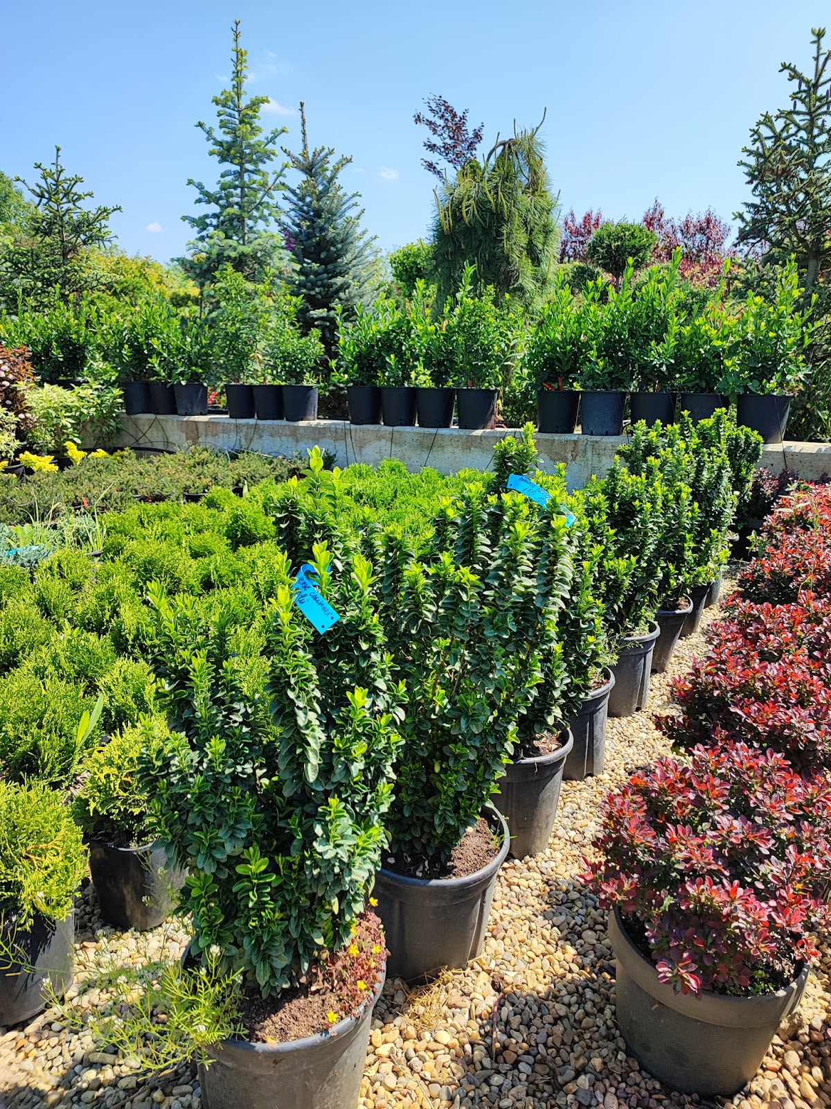 Garden Coțan - foto 3