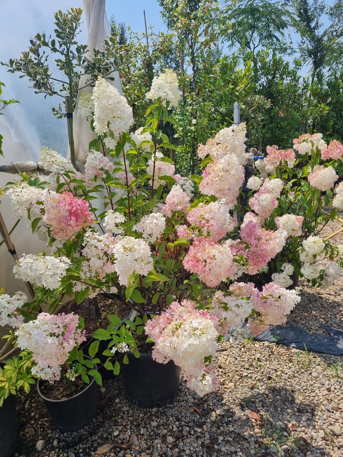Garden Coțan - foto 4