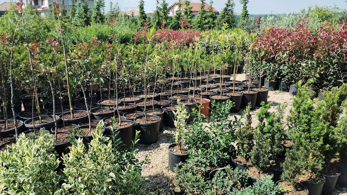Garden Coțan - foto 5
