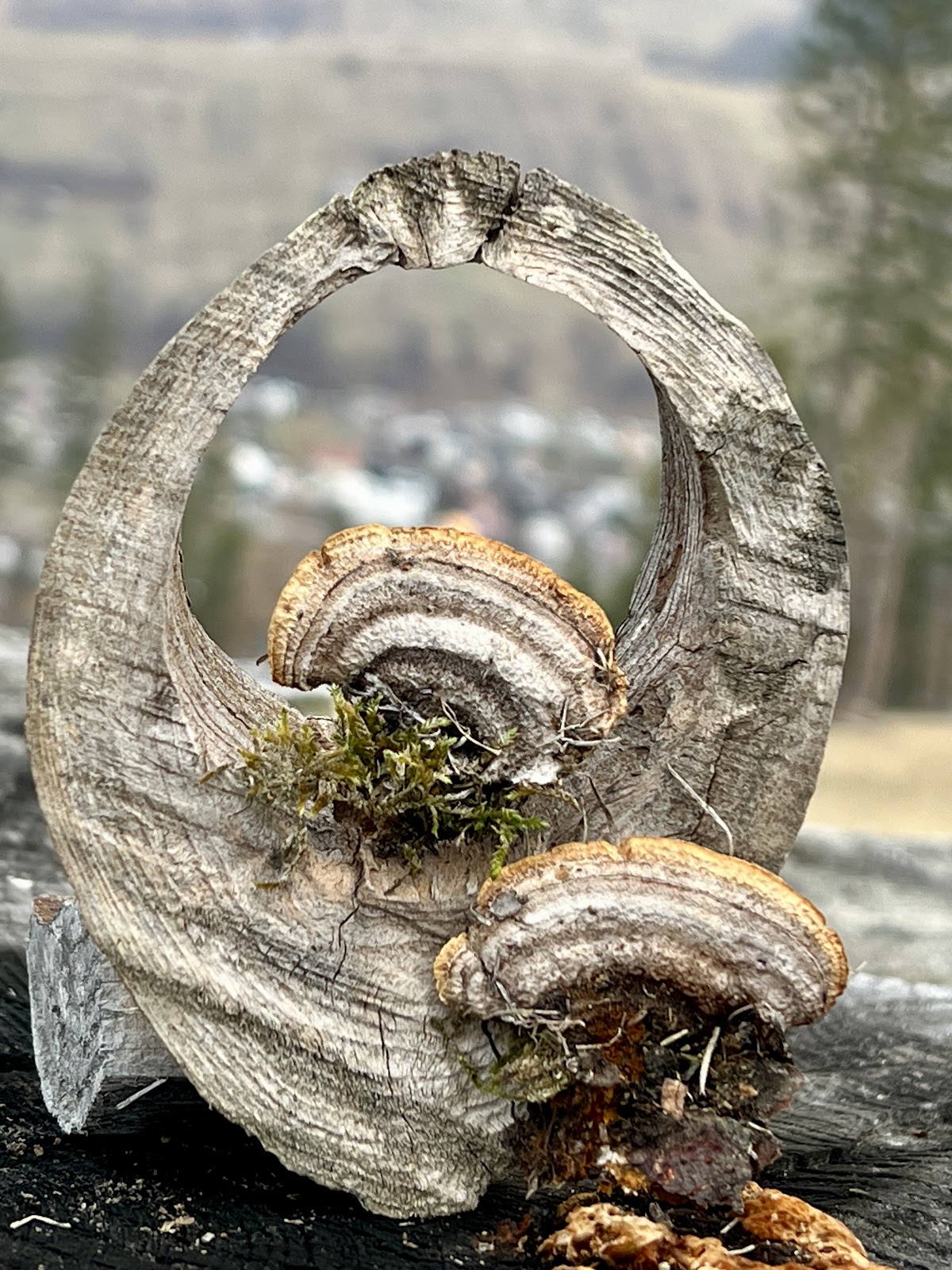 Mirador Gingioaia - foto 3