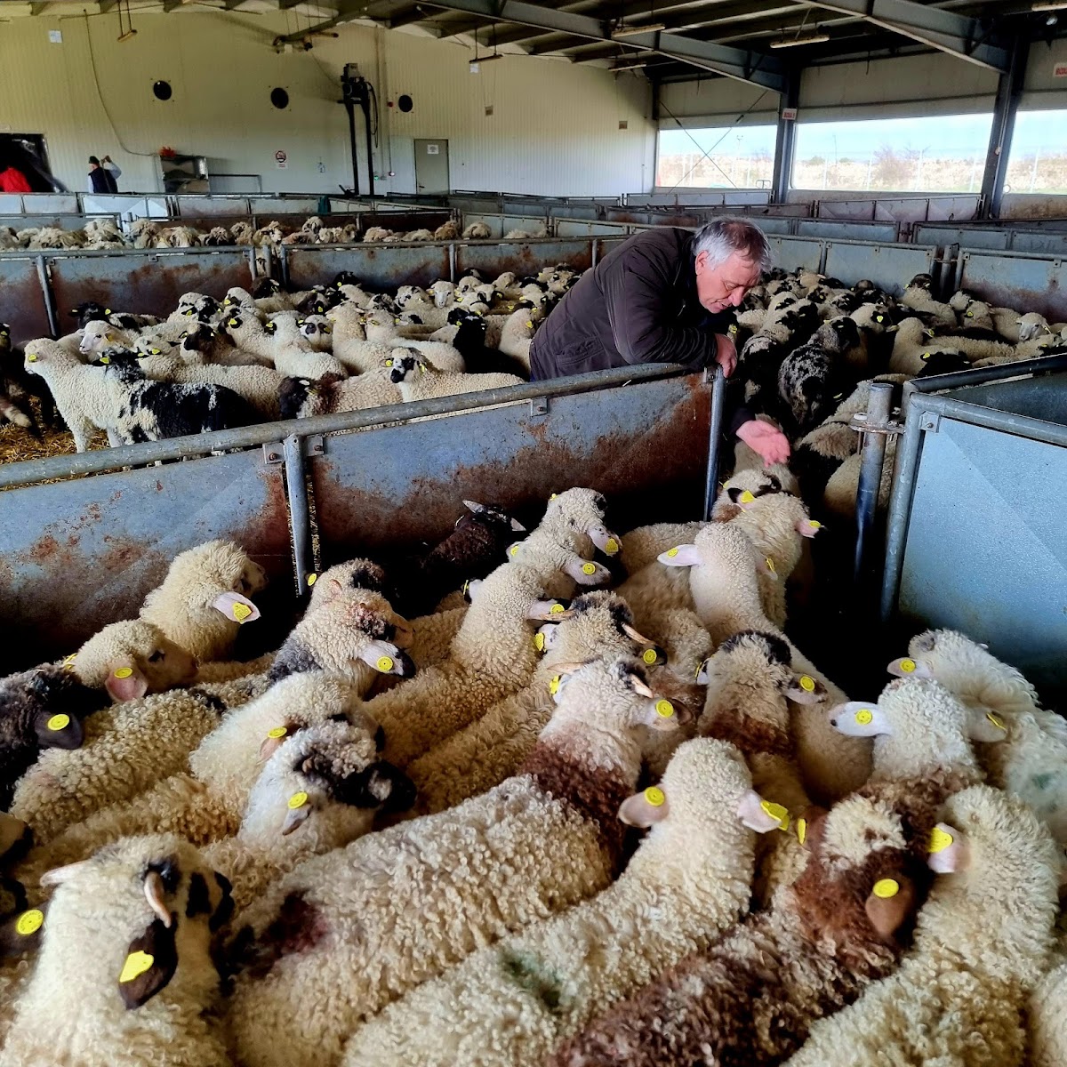 Global Meat Process (Abator Ovine Liebling) - foto 2