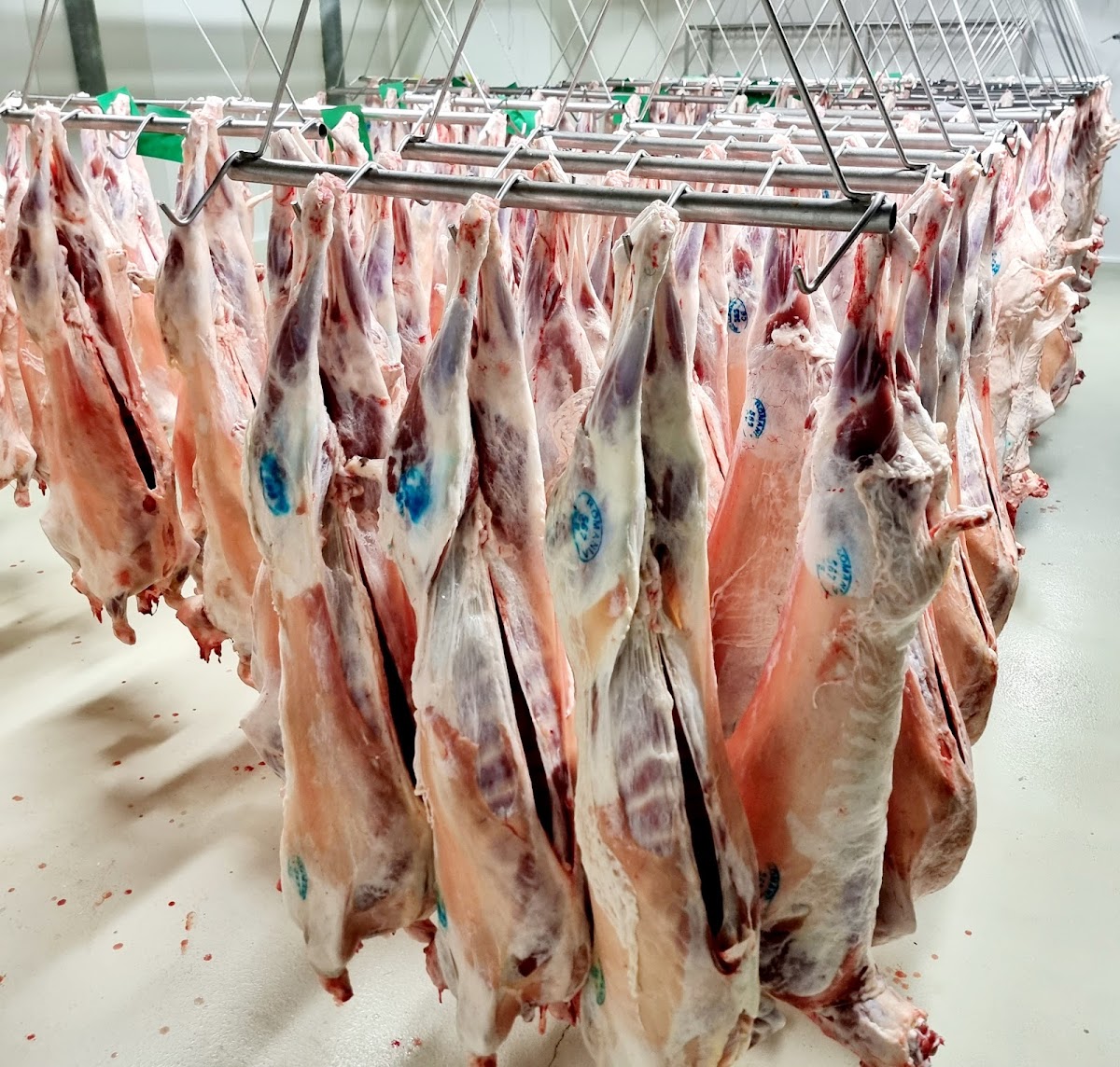 Global Meat Process (Abator Ovine Liebling) - foto 4