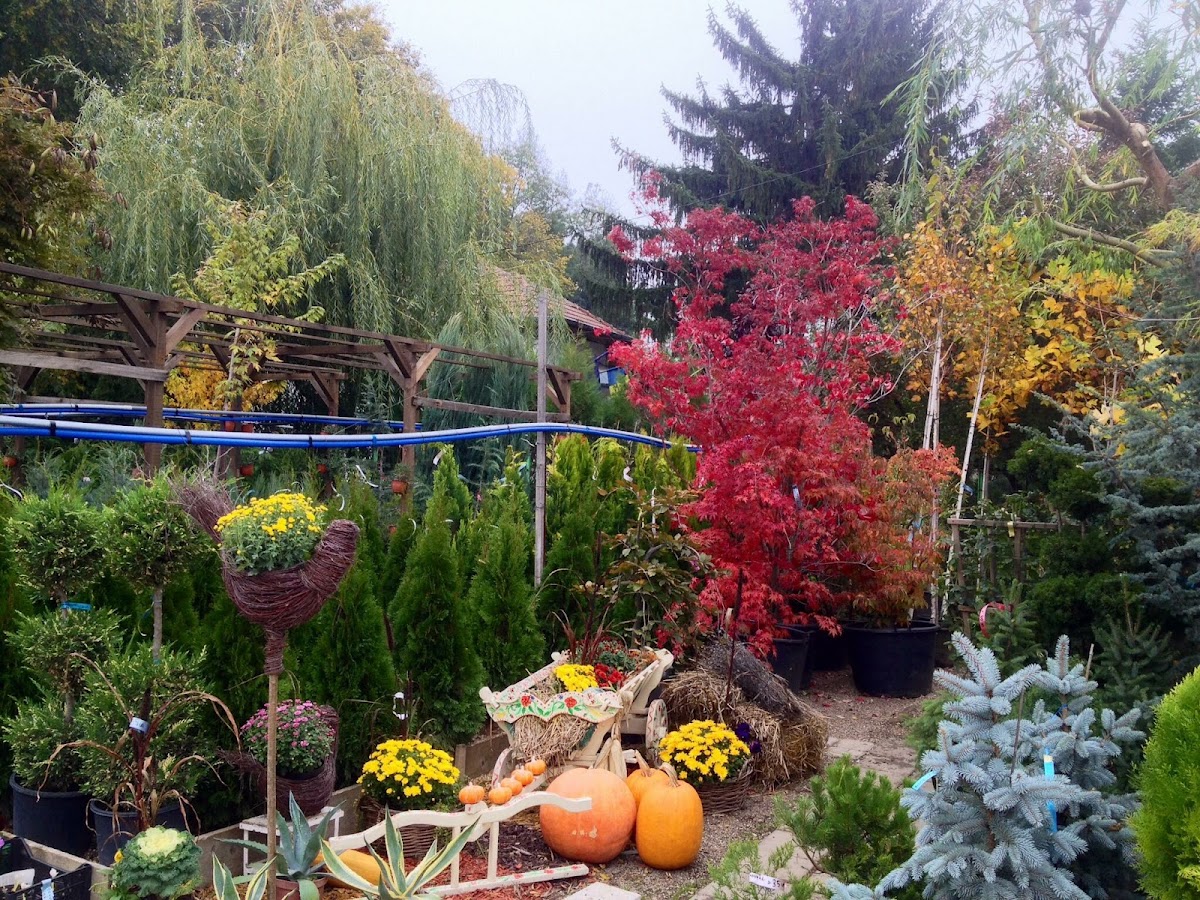 Gloriosa Garden S.R.L. - foto 5
