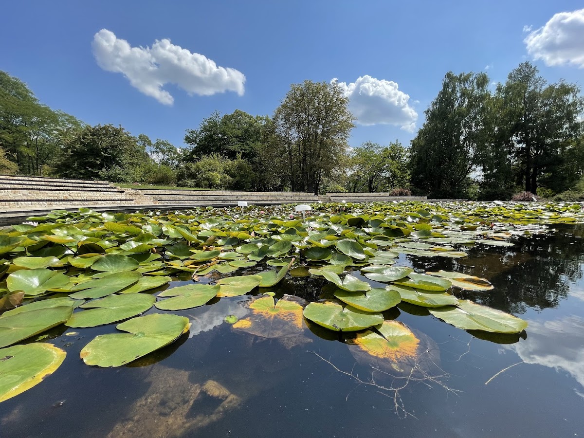 Grădina botanică "Anastasie Fătu" - foto 5