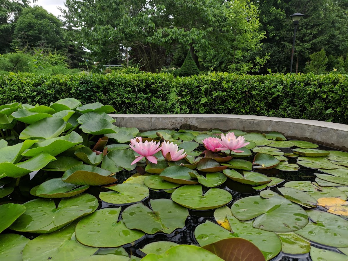 Grădina Botanică „Dimitrie Brândză” - foto 5