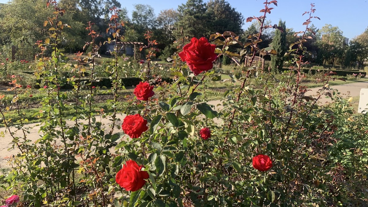 Giardino Botanico di Galați - foto 5