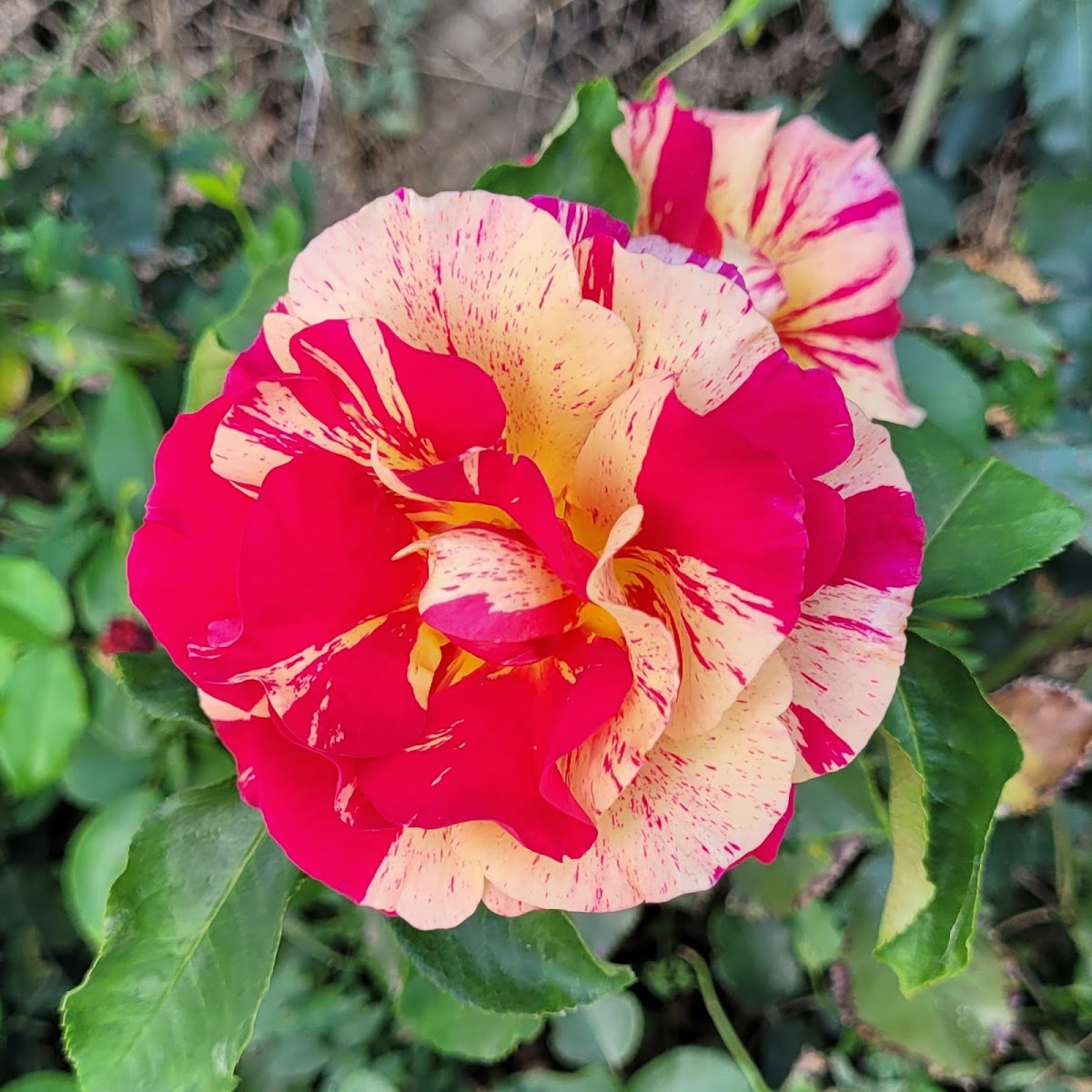 Jardin Botanique Paul Țarălungă - foto 5