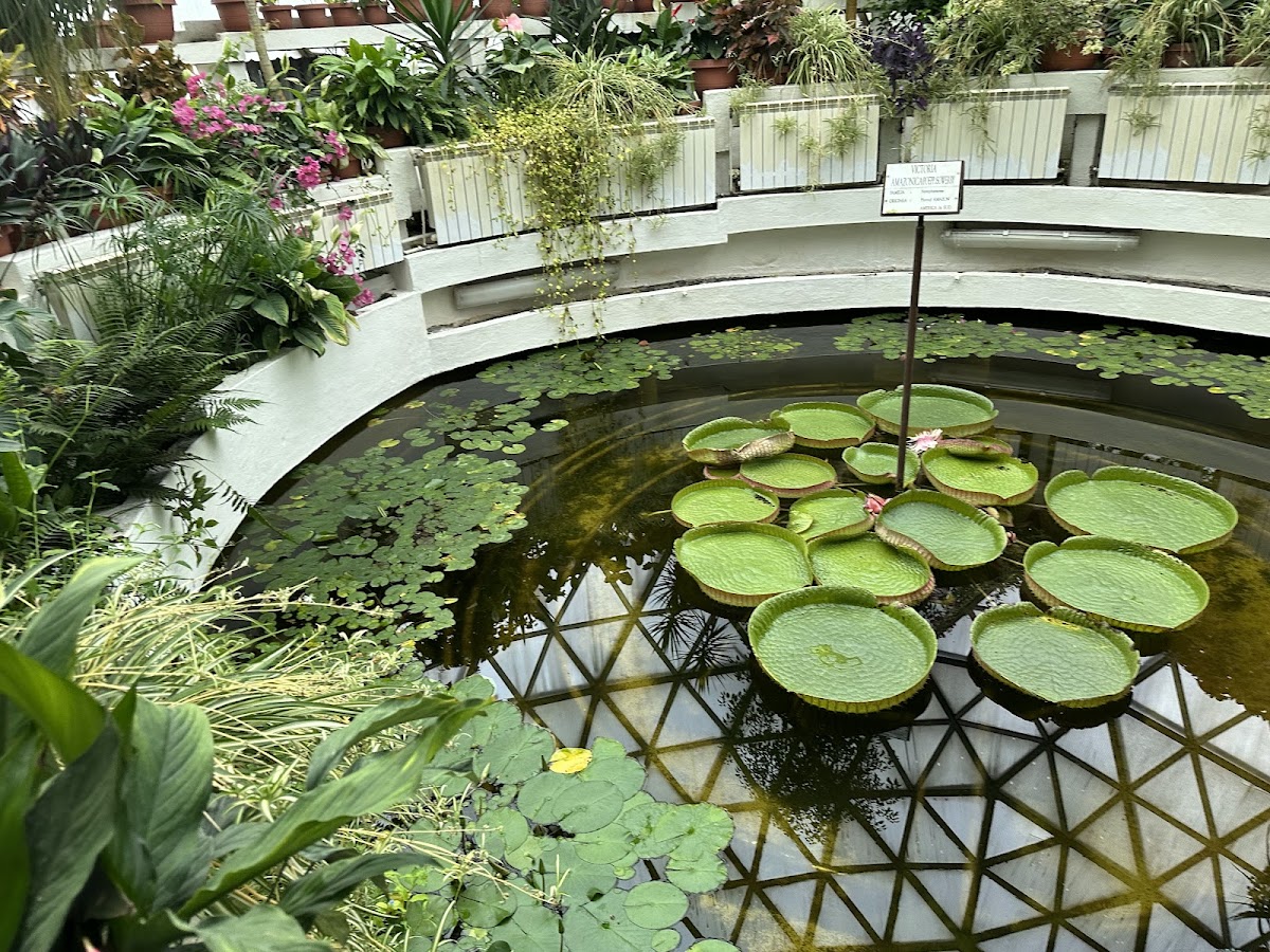 Grădina Botanică „Vasile Fati” din Jibou - foto 3