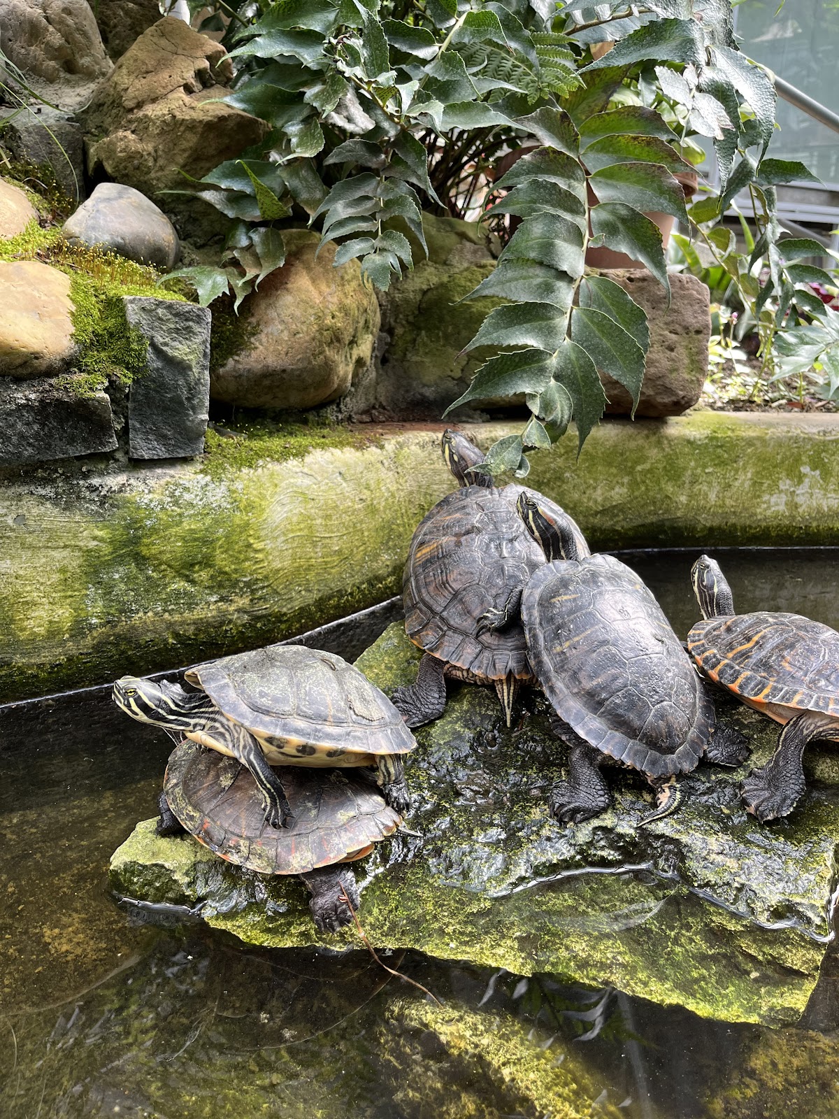 Grădina Botanică „Vasile Fati” din Jibou - foto 5