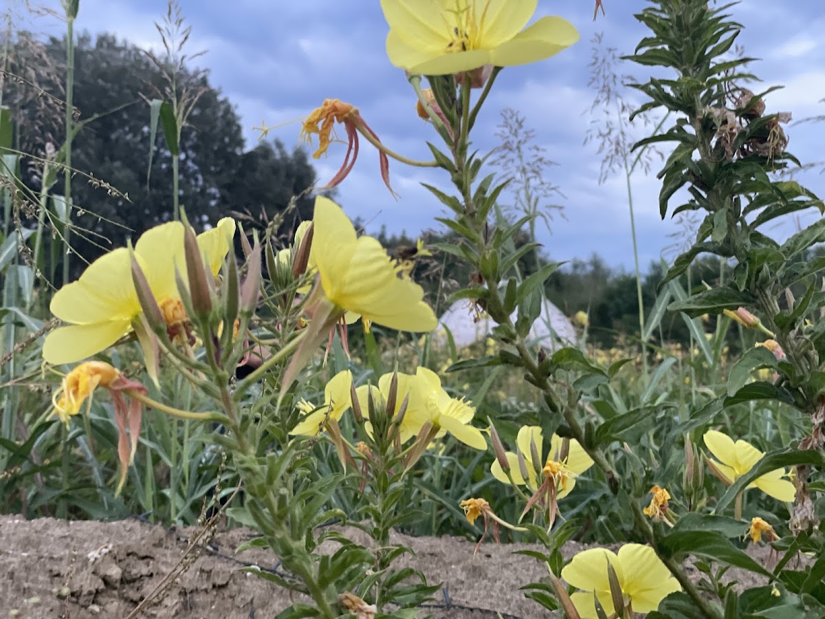 Jardin Communautaire Buruiana - foto 4