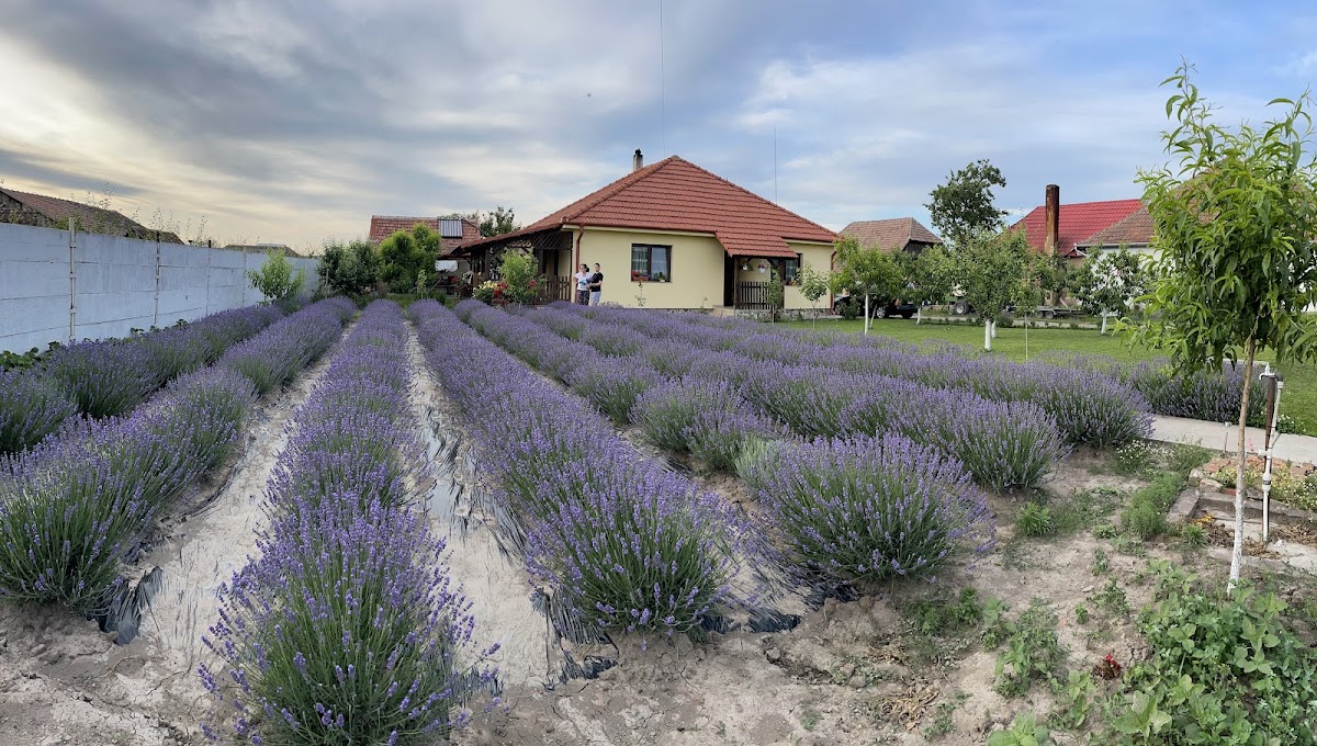 Grădina cu lavandă