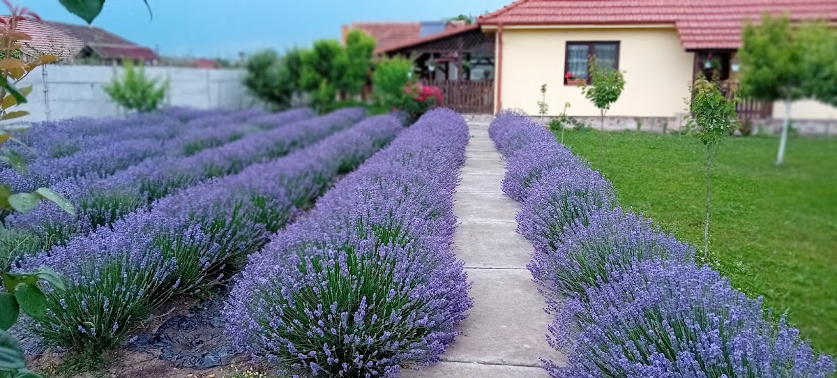 Grădina cu lavandă - foto 5