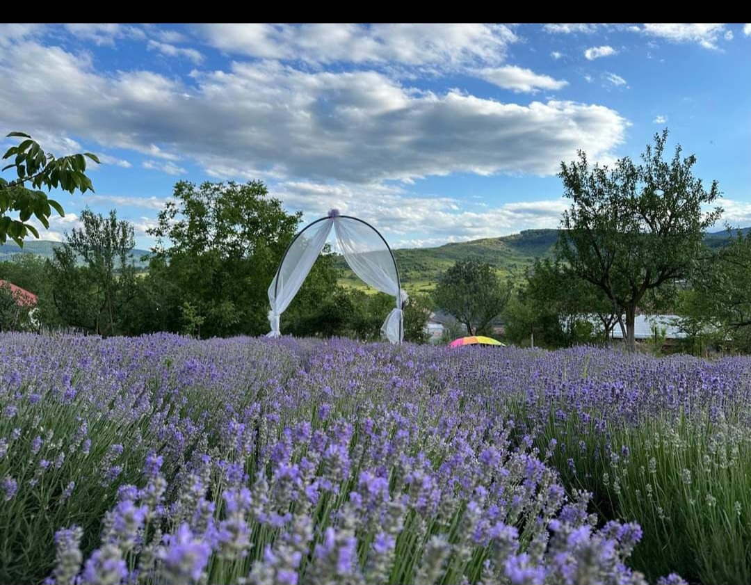Grădina Cu Lavandă 💜🪻-Lunca Frumoasă ,Buzău - foto 2