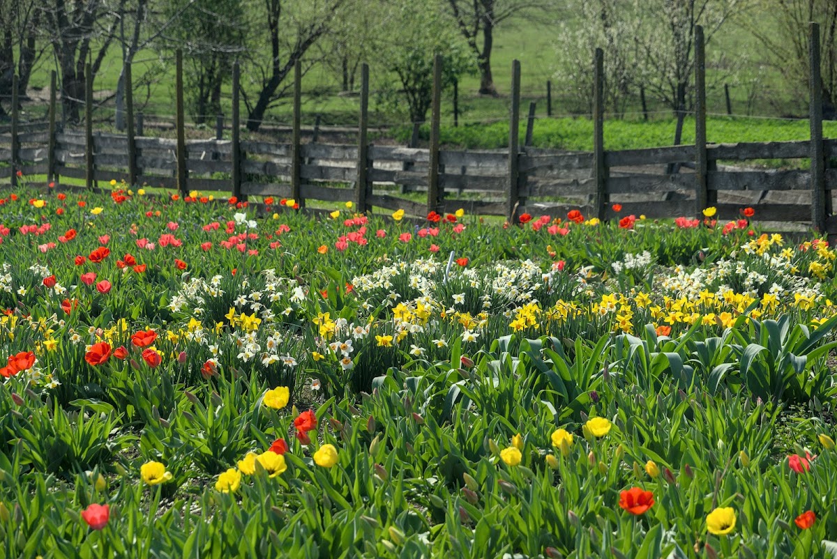 Grădina de Lalele - foto 2
