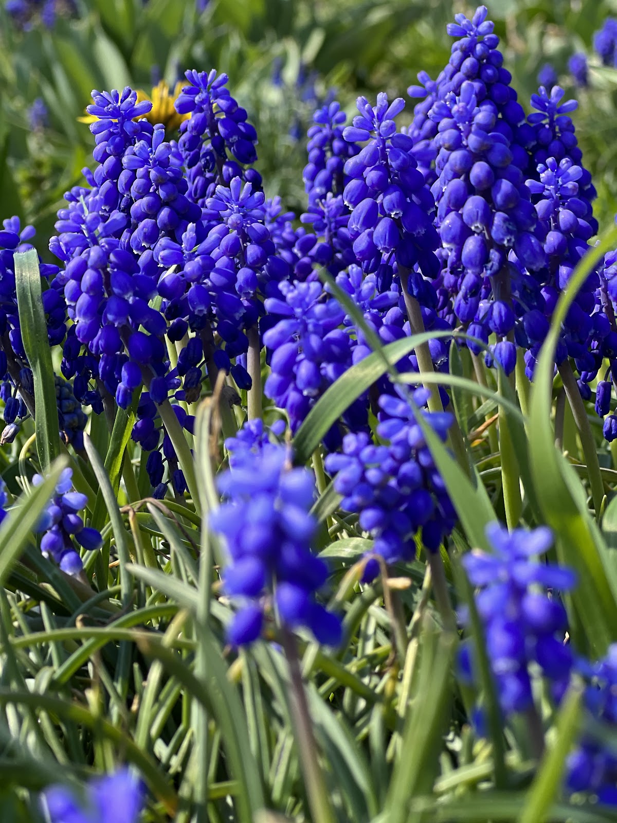 Grădina de Lalele - foto 3