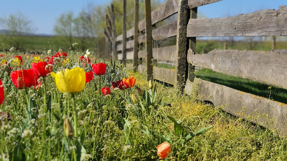 Grădina de Lalele - foto 5