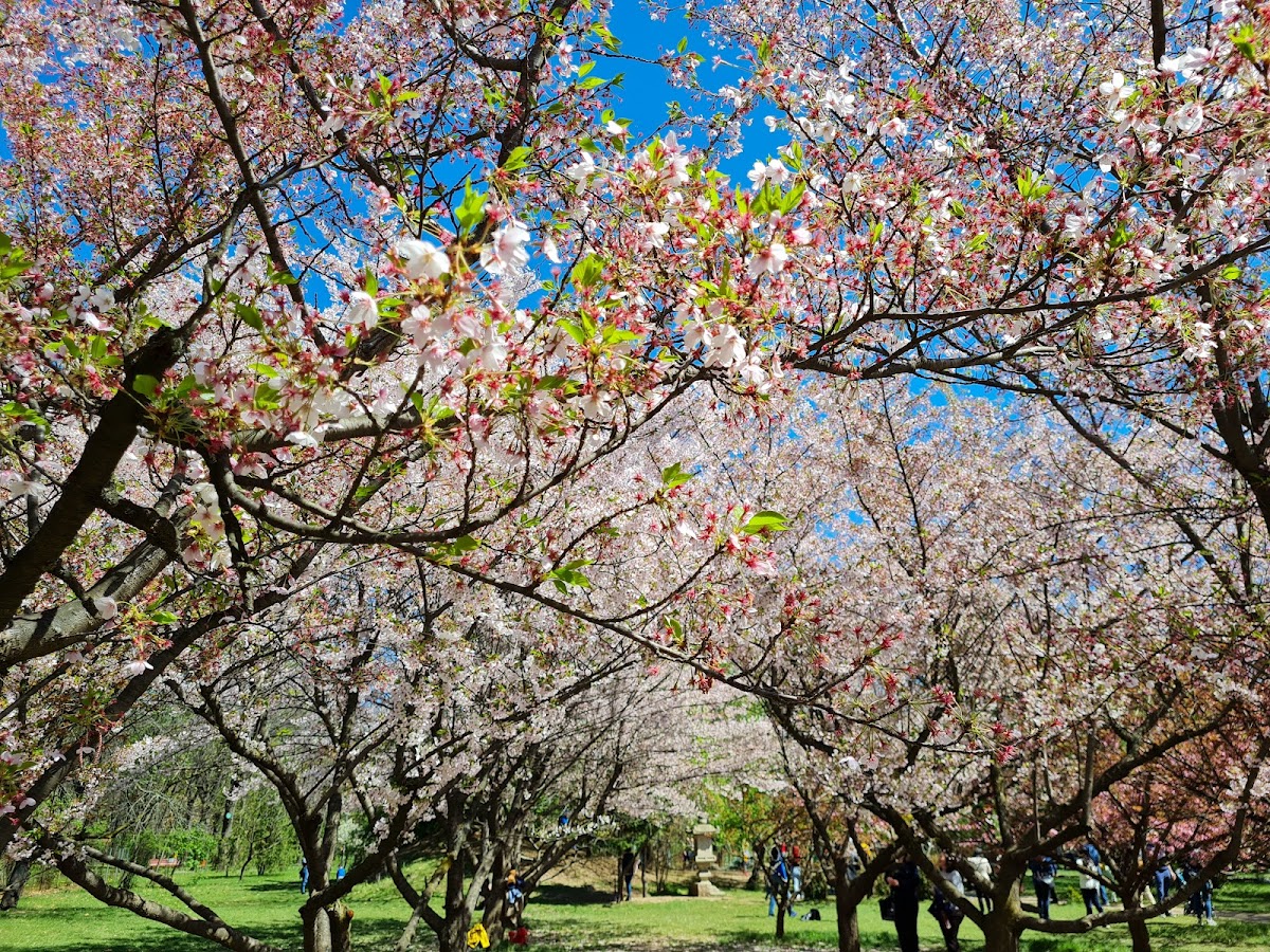 Grădina Japoneză - foto 2