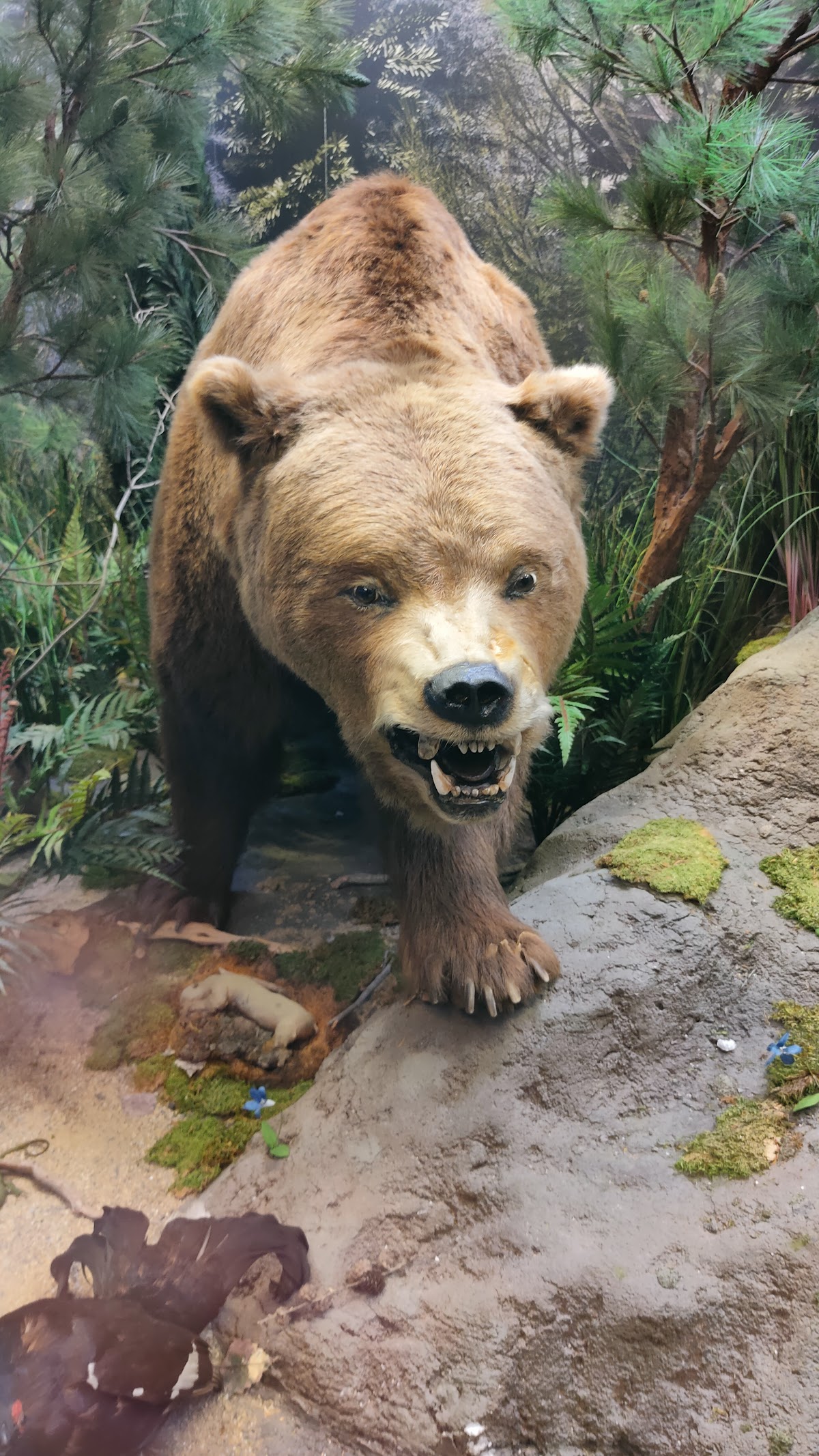 Jardin du Musée d'Histoire Naturelle - foto 4