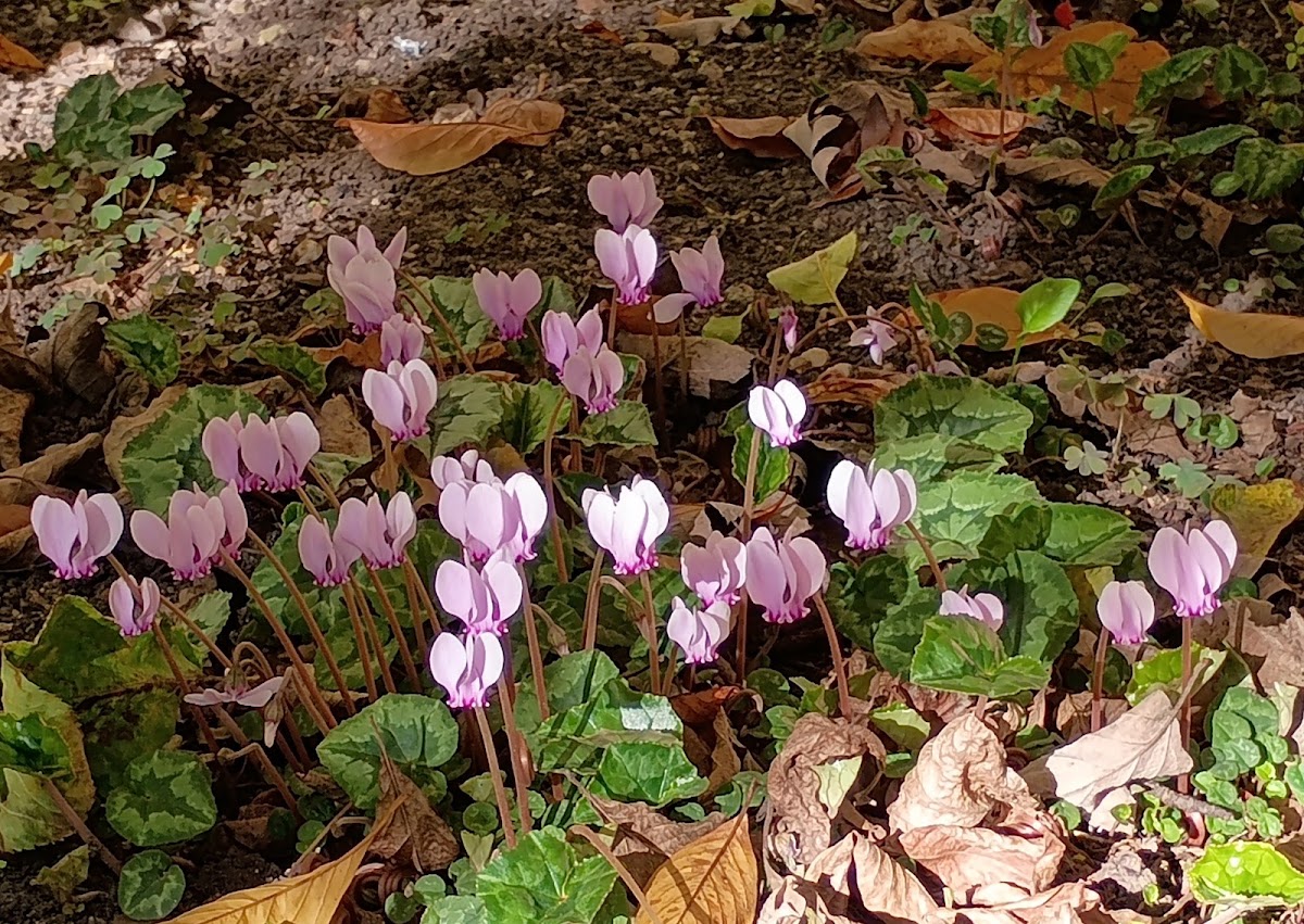 Gradina Rapsodiei, Cluj-Napoca