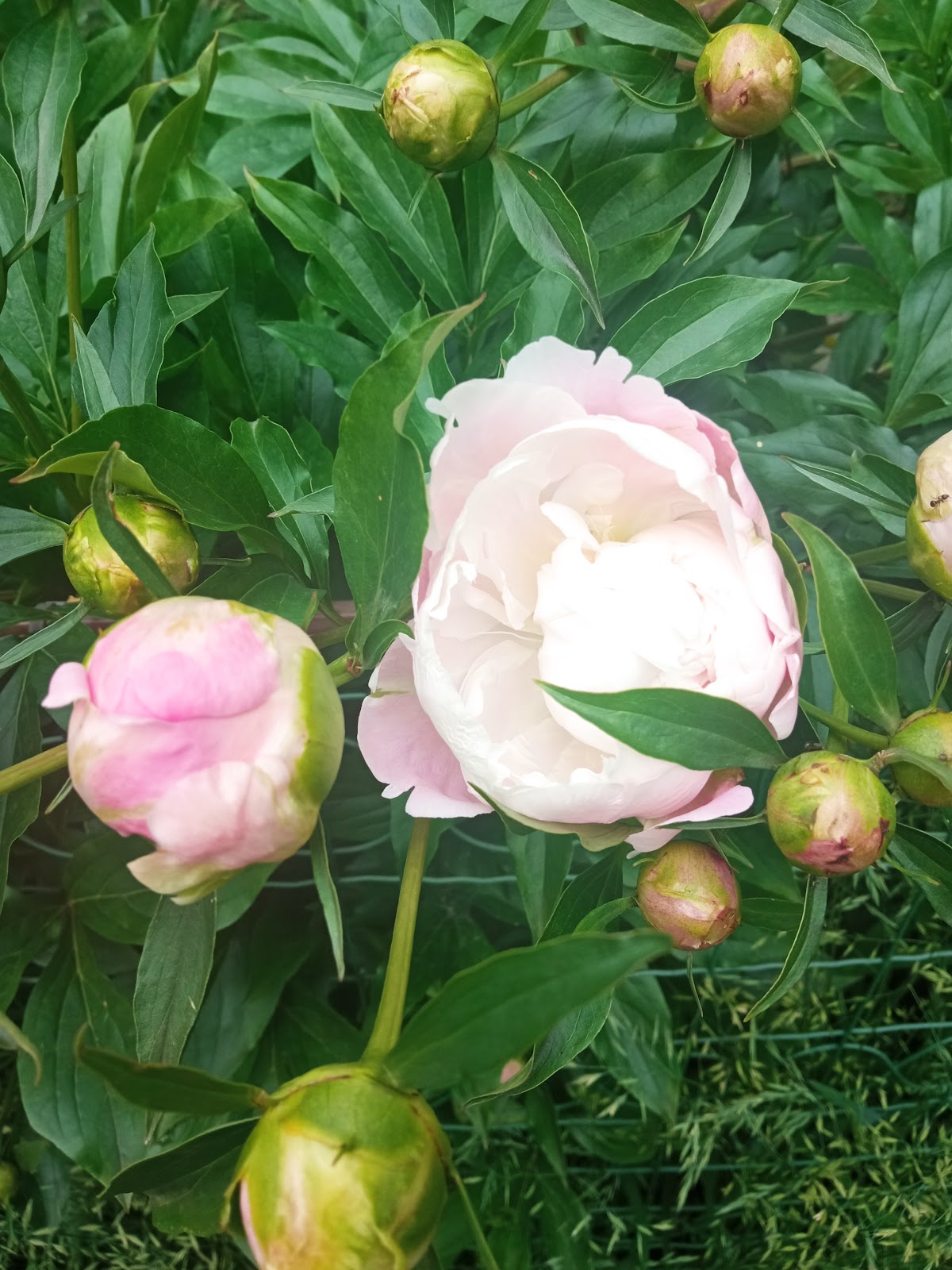 Jardin de la Rhapsodie - foto 3