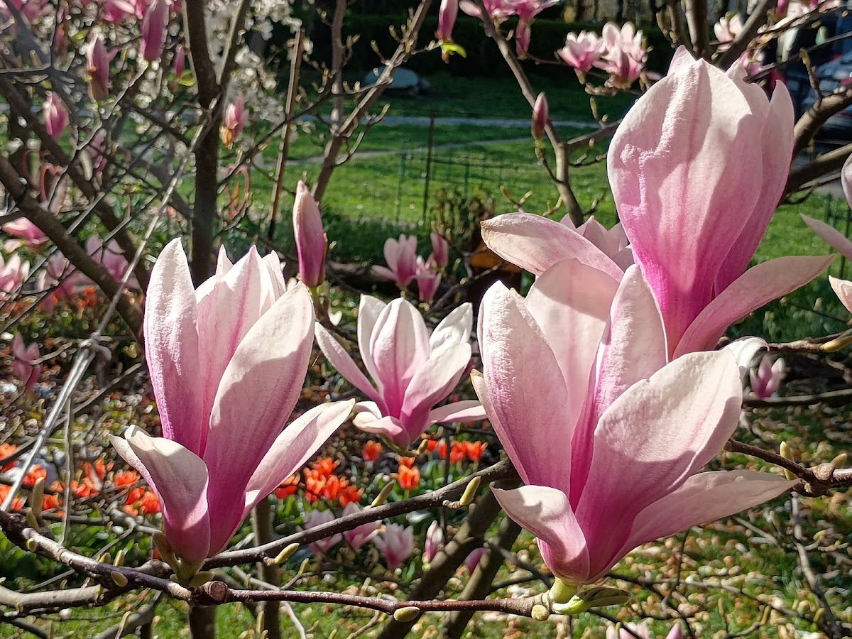 Jardin de la Rhapsodie - foto 5