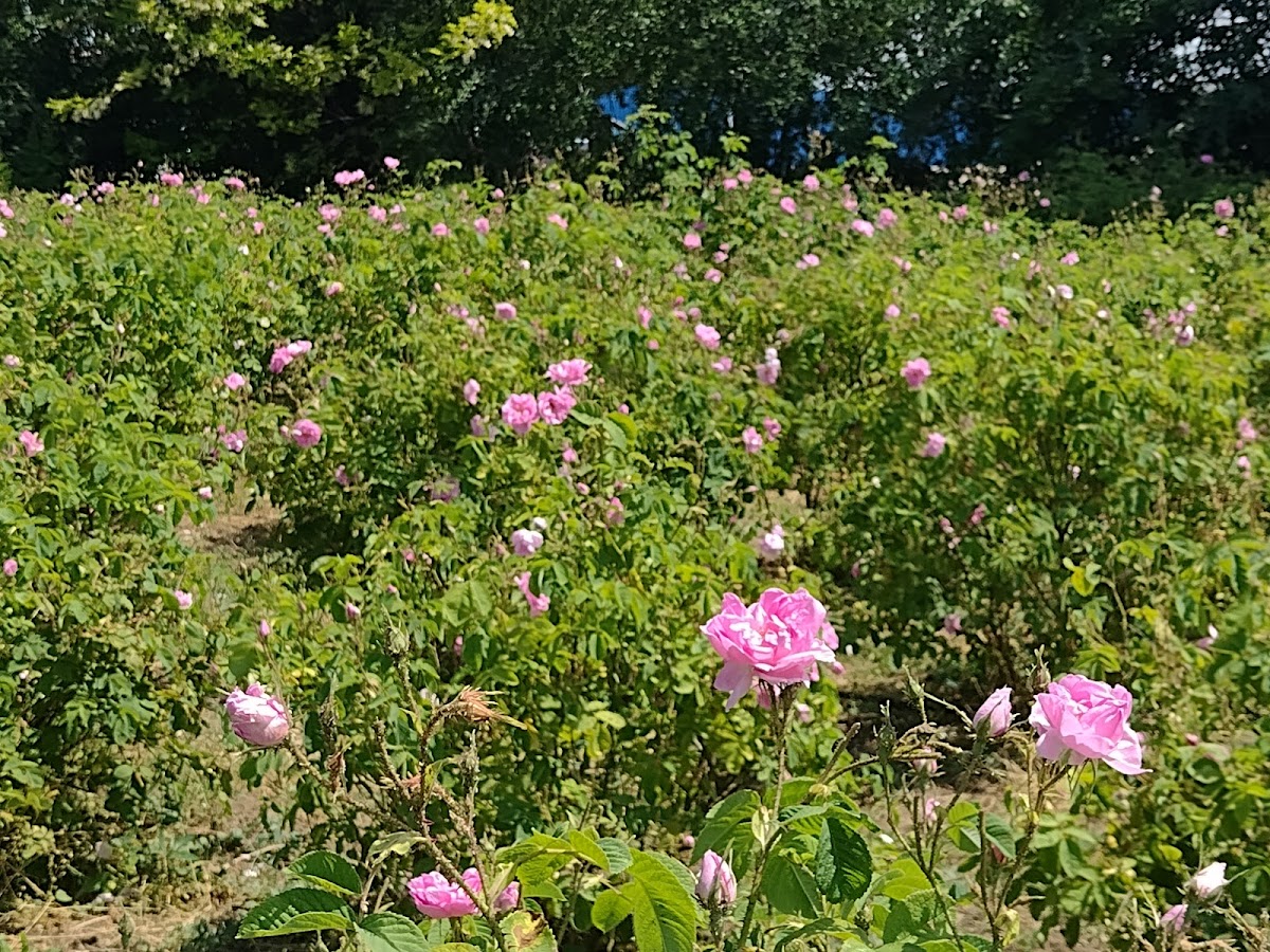 Jardín de las Hadas Jurilovca - foto 2