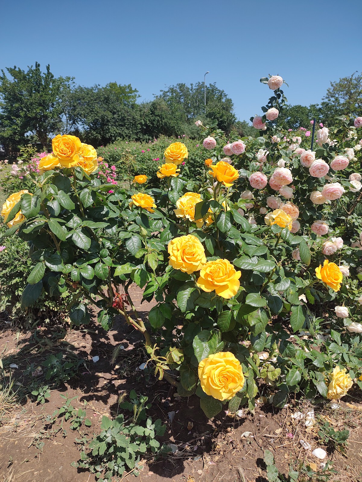 Jardín de las Hadas Jurilovca - foto 5