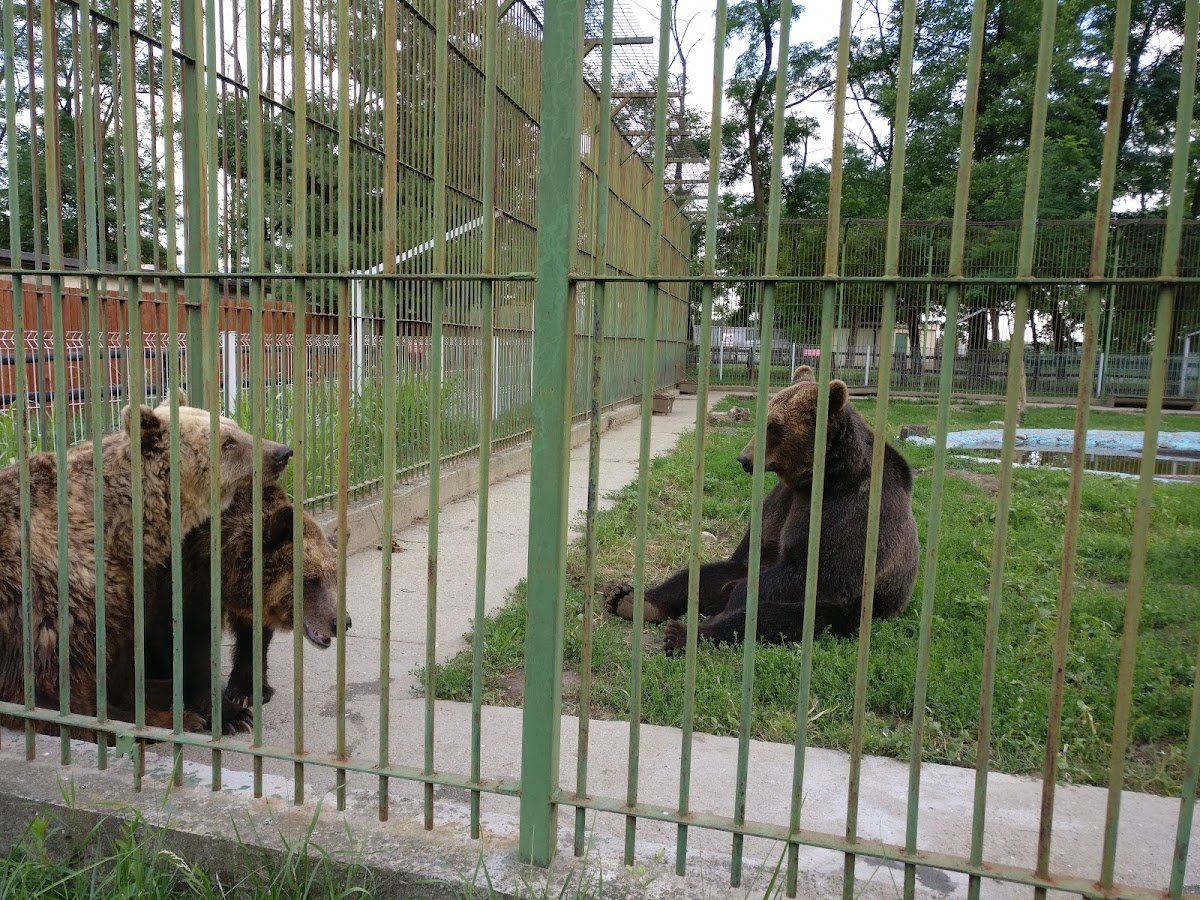 Grădina Zoologică - foto 2