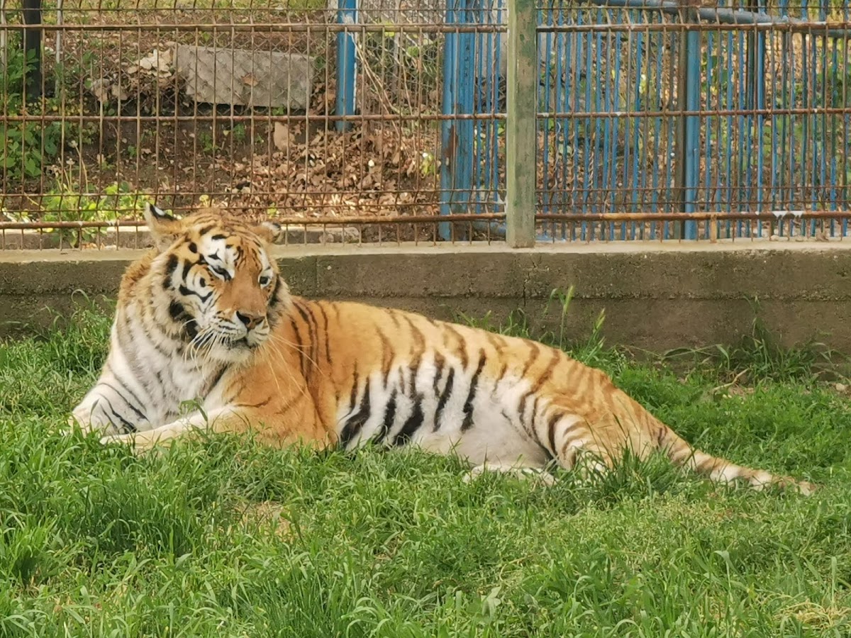 Grădina Zoologică - foto 3