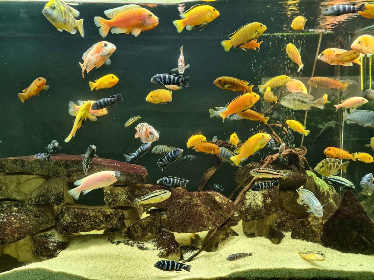 Grădina Zoologică Bârlad - foto 4