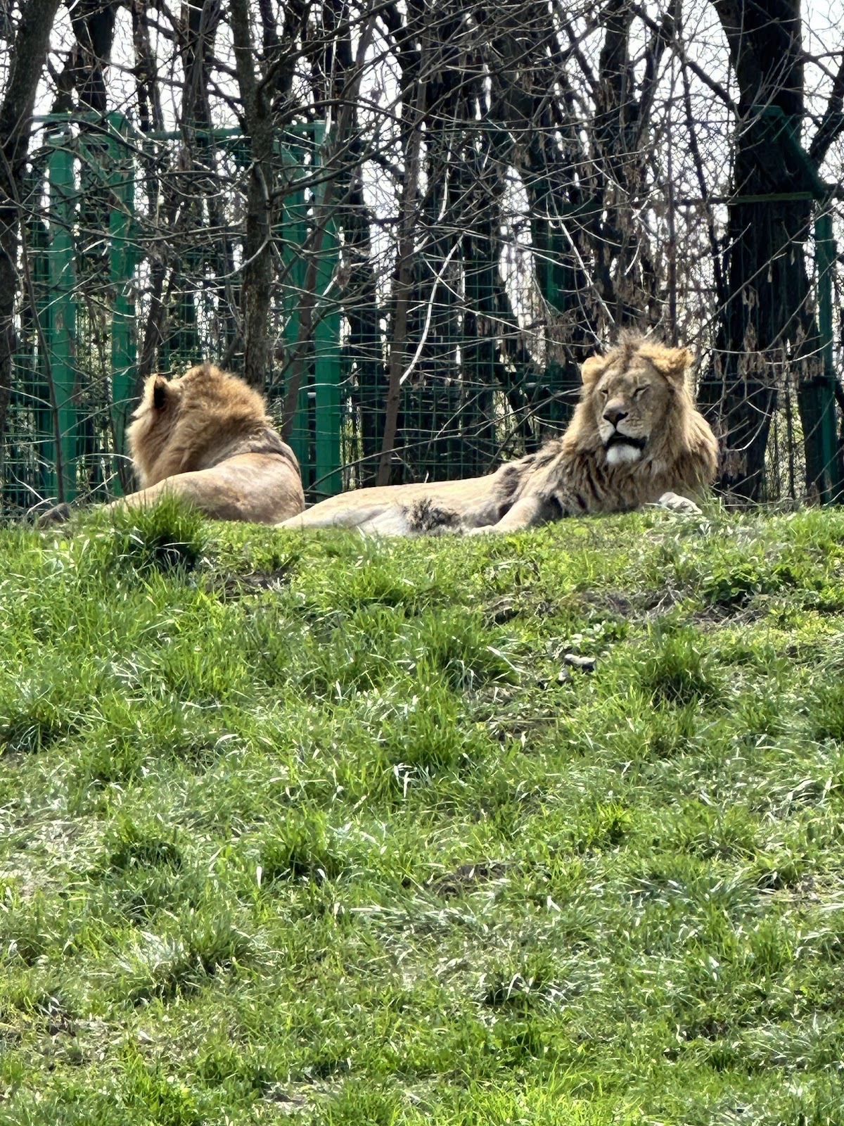 Zoo Bucov (Ploiești) - foto 1