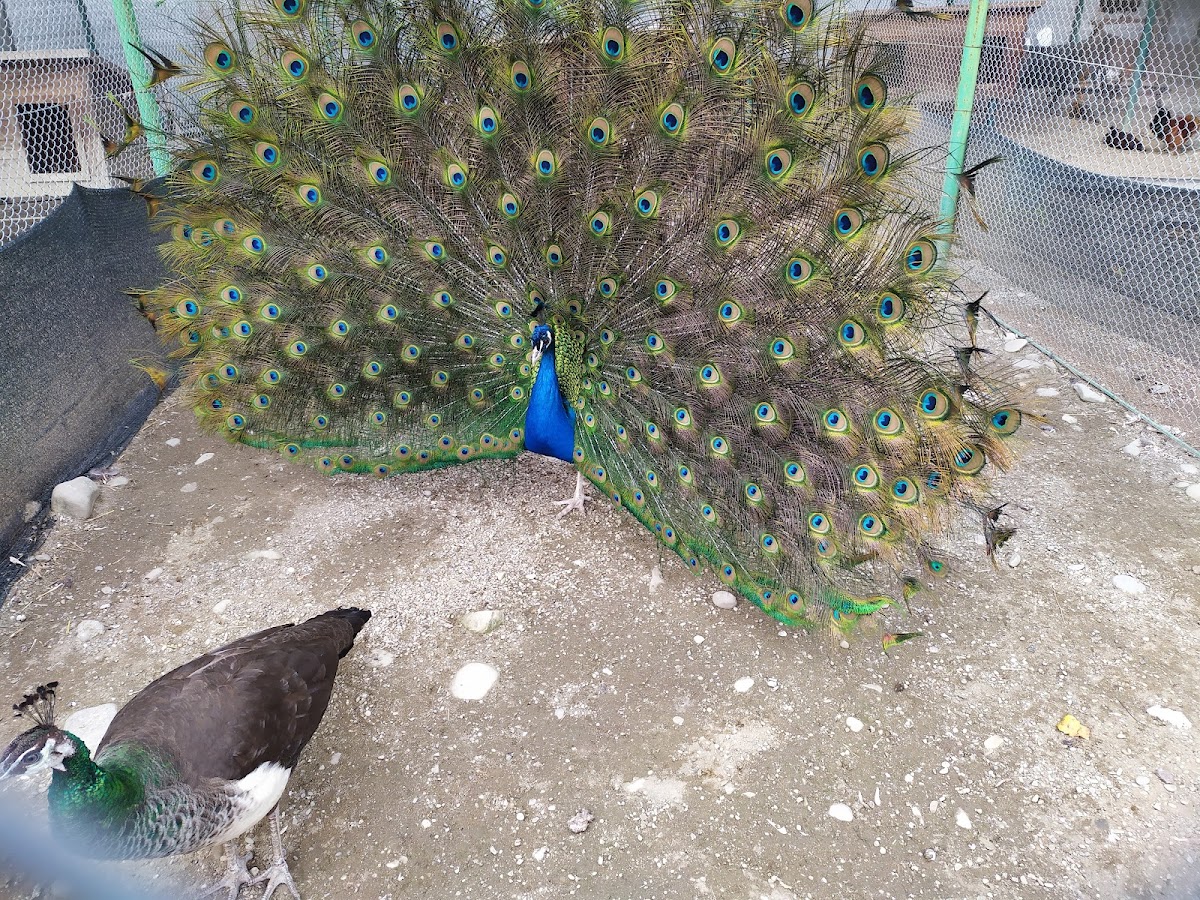 Zoo Bucov (Ploiești) - foto 3