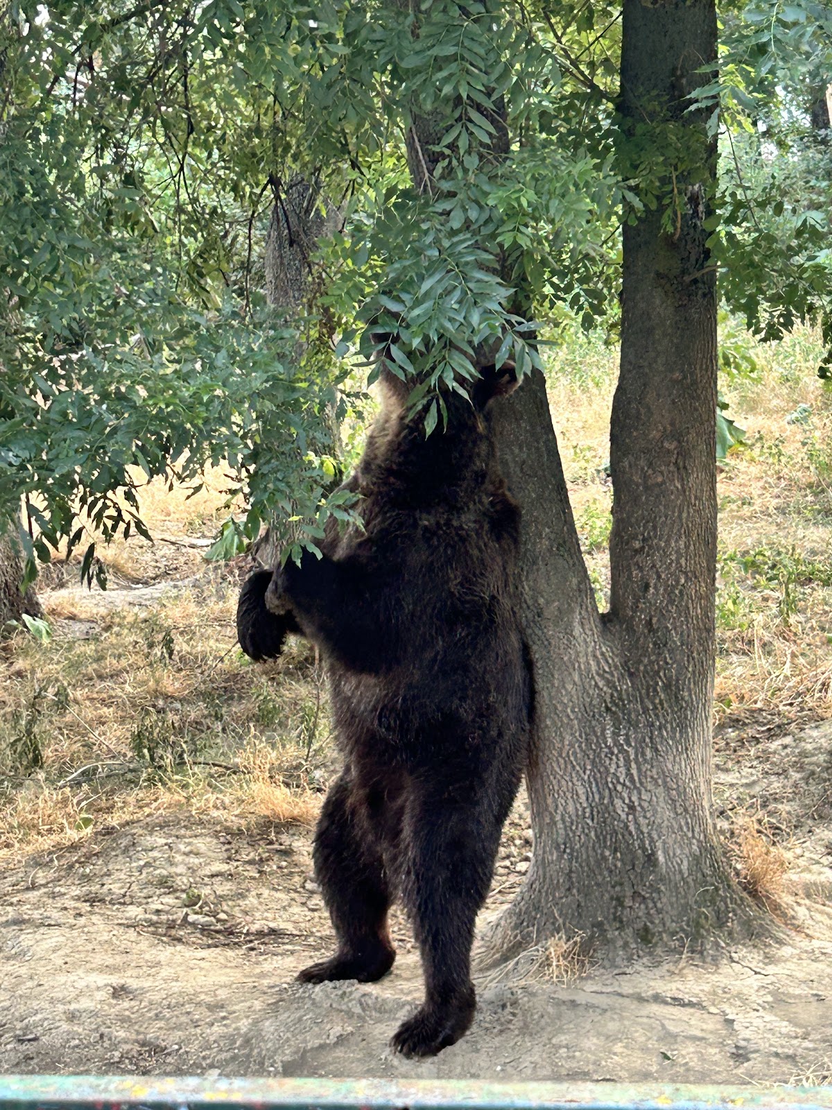 Zoo Bucov (Ploiești) - foto 4